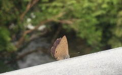 Anthene emolus goberus