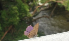 Anthene emolus goberus