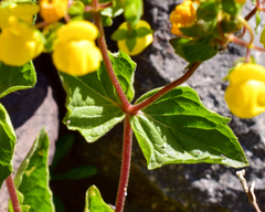Calceolaria petioalaris