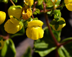 Calceolaria petioalaris