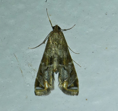 Petrophila longipennis