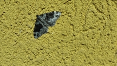 Xanthorhoe