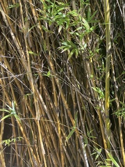 Bambusa vulgaris
