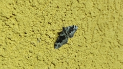 Xanthorhoe