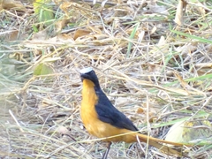 Cossypha albicapillus