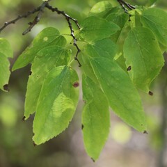 Celtis occidentalis