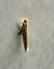 Cosmopterigidae