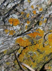 Xanthomendoza weberi