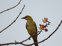 Oriolus auratus