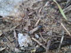 Spilothyrateles illuminatorius