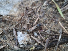 Spilothyrateles illuminatorius