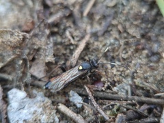 Spilothyrateles illuminatorius