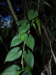 Dioscorea alata