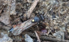 Spilothyrateles illuminatorius