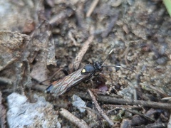 Spilothyrateles illuminatorius