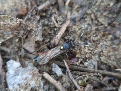 Spilothyrateles illuminatorius
