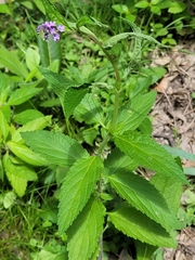 Verbena hastata