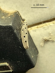 Ethmia circumdatella