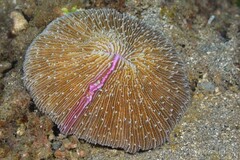 Fungia fungites