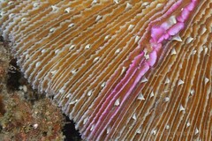 Fungia fungites