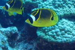 Chaetodon lunula