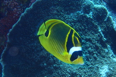 Chaetodon lunula