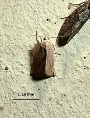 Neaxestis piperitella