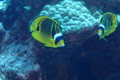 Chaetodon lunula