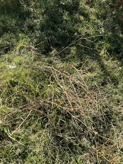 Aloysia gratissima