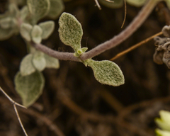 Calceolaria polifolia