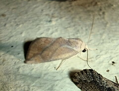 Neaxestis piperitella