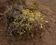Calceolaria polifolia