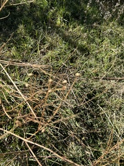 Aloysia gratissima