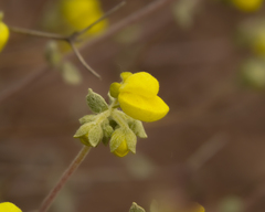 Calceolaria polifolia
