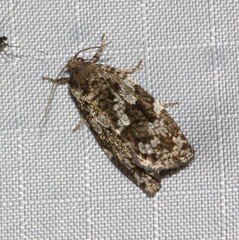 Choristoneura fumiferana