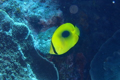 Chaetodon speculum
