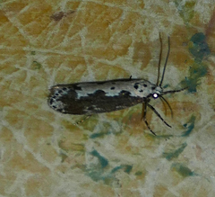 Ethmia