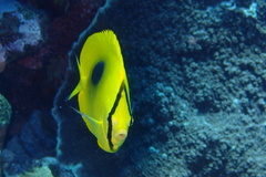 Chaetodon speculum