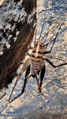 Ceuthophilus stygius