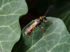 Mellinus arvensis