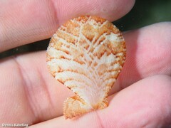 Manupecten pesfelis