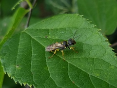 Mellinus arvensis