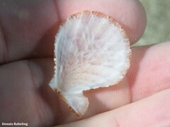 Manupecten pesfelis