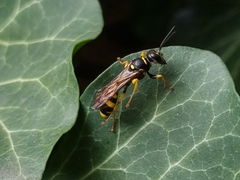 Mellinus arvensis