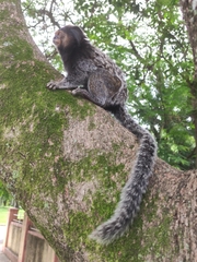 Callithrix penicillata