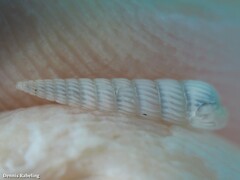 Turbonilla lactea