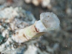 Bryopa melitensis