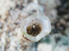 Bryopa melitensis