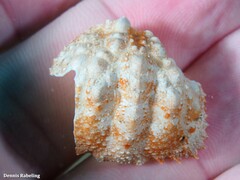 Calappa granulata
