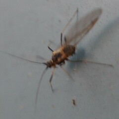 Macrosiphini